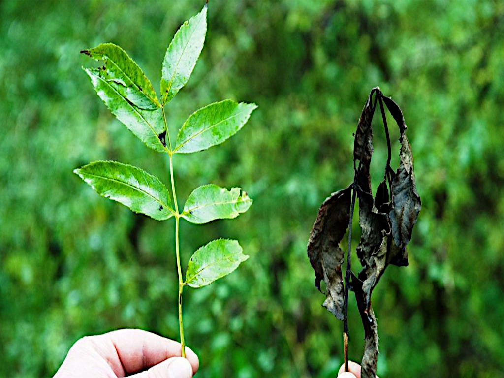 Arboricultural consultancy