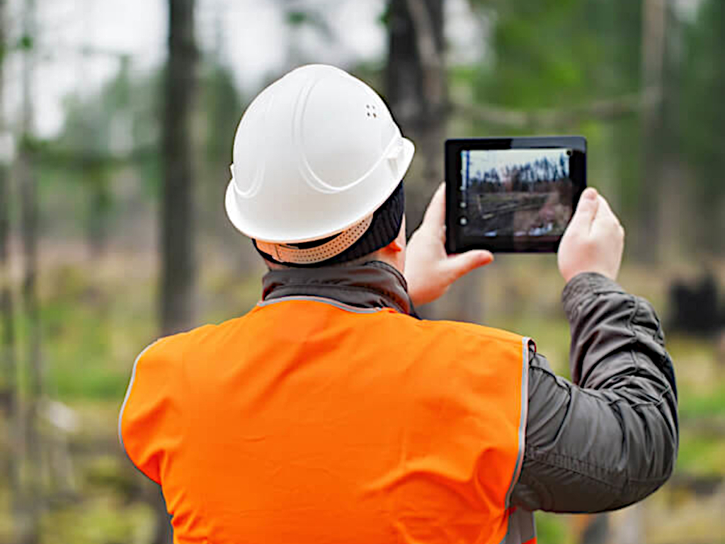 Tree Surveys and Reports