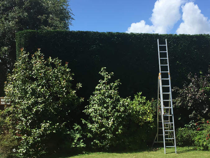 Hedge Cutting & Shaping