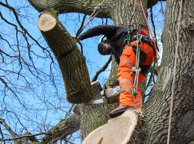 Pruning