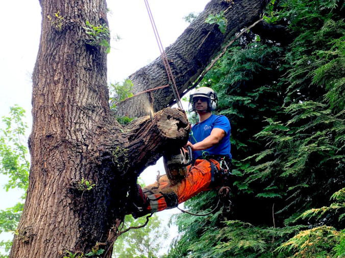 Tree Trimming and Cutting